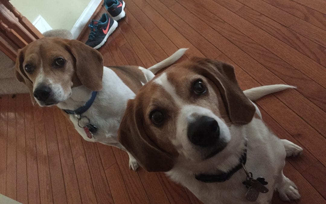 Two beagle dogs, begging