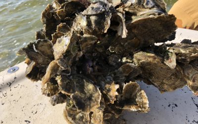 Meet the Most Powerful Mollusk: the Oyster