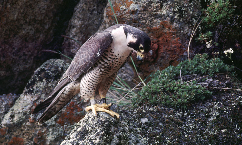 It’s like they don’t want to be found: The difficulty with locating peregrine falcon nests in the mountains of Virginia